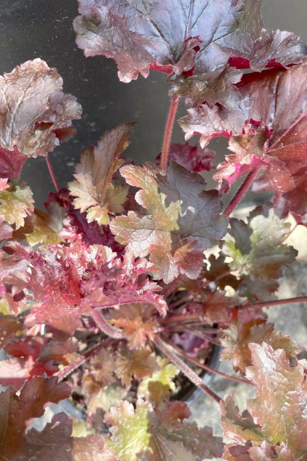 Outdoor Garden |   Heuchera ‘Black Taffeta’ #1 Garden Outdoor Garden