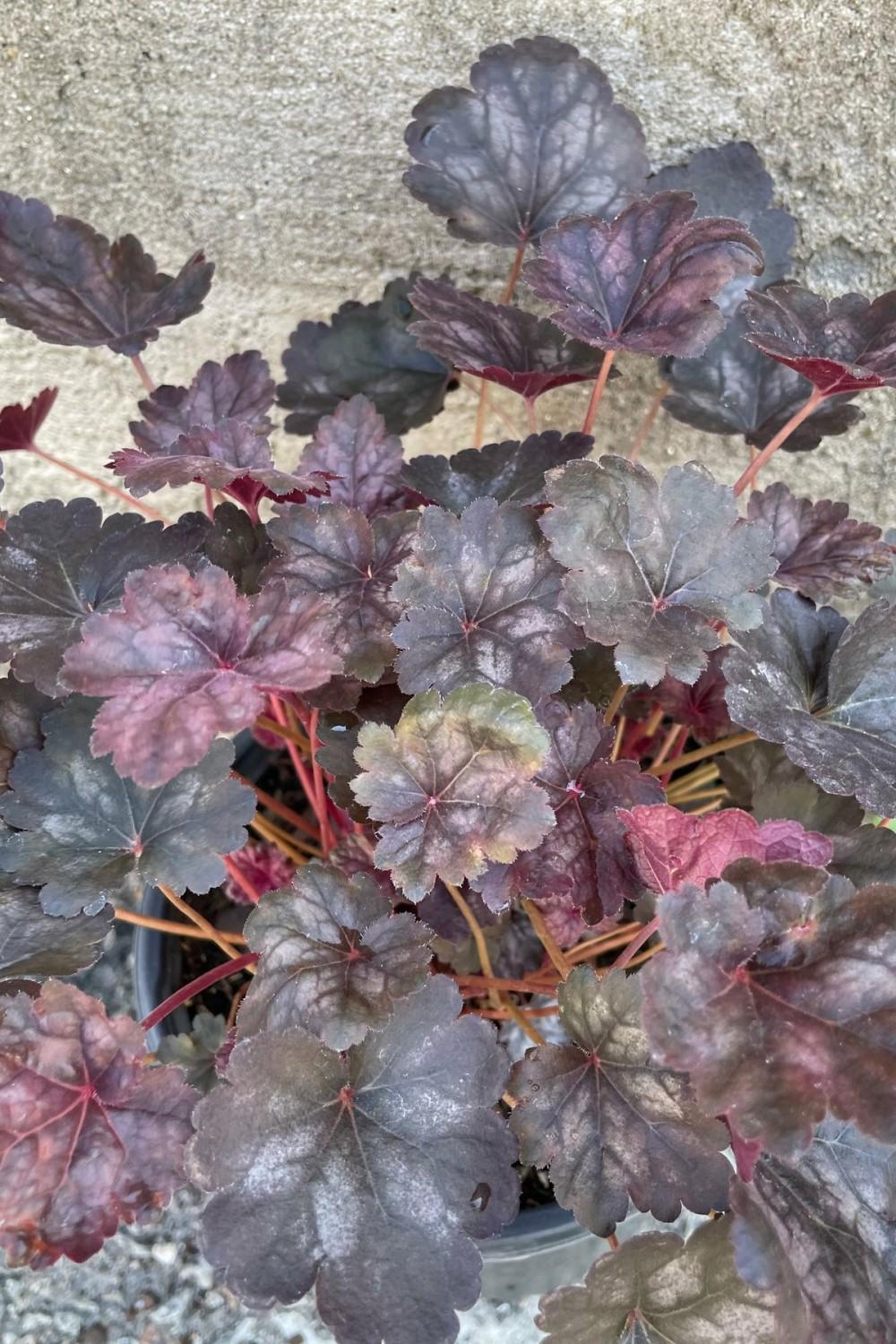 Outdoor Garden |   Heuchera ‘Glitter’ #1 Garden Outdoor Garden