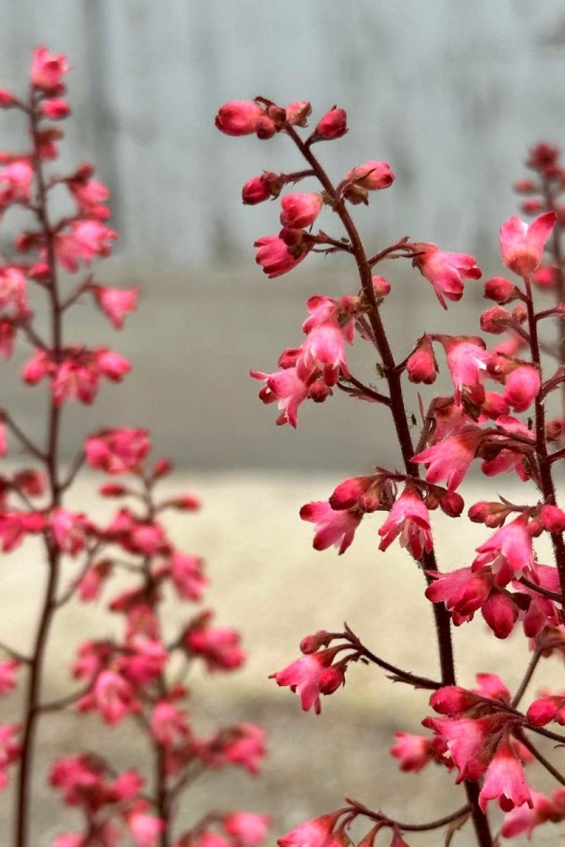 Outdoor Garden |   Heuchera ‘Paris’ #1 Garden Outdoor Garden