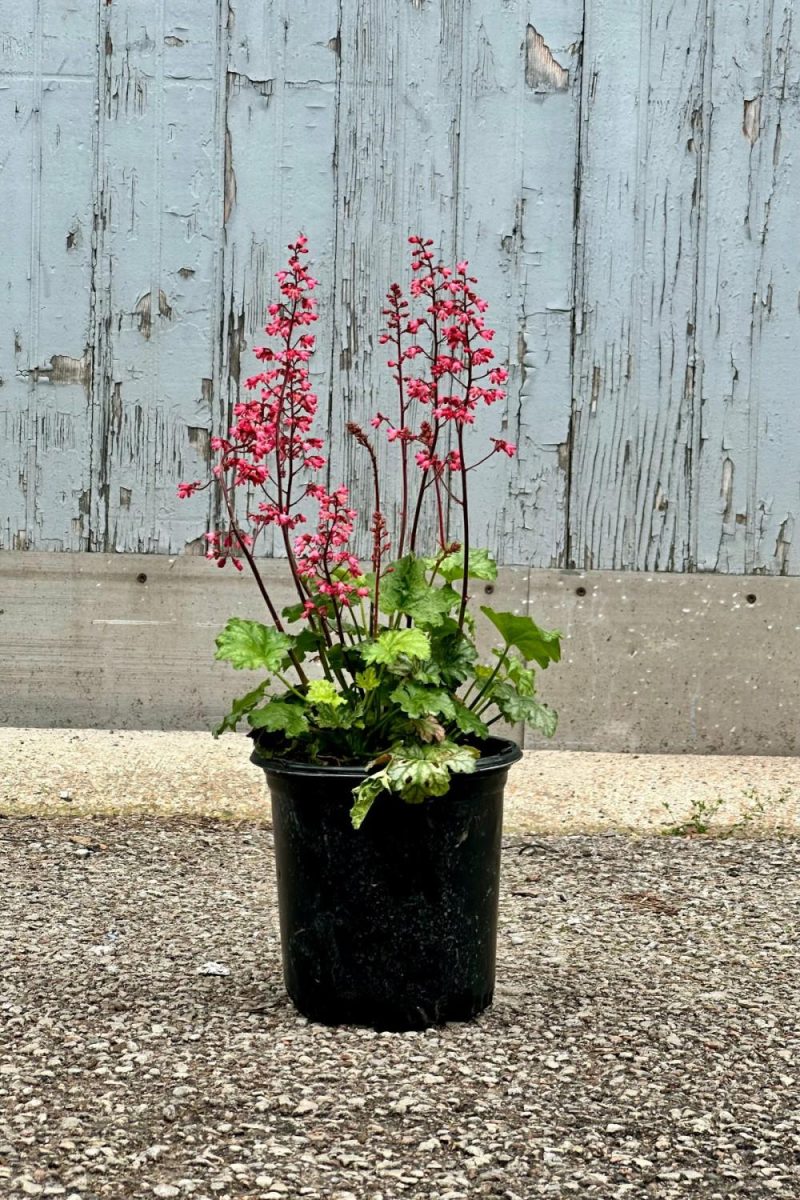 Outdoor Garden |   Heuchera ‘Paris’ #1 Garden Outdoor Garden