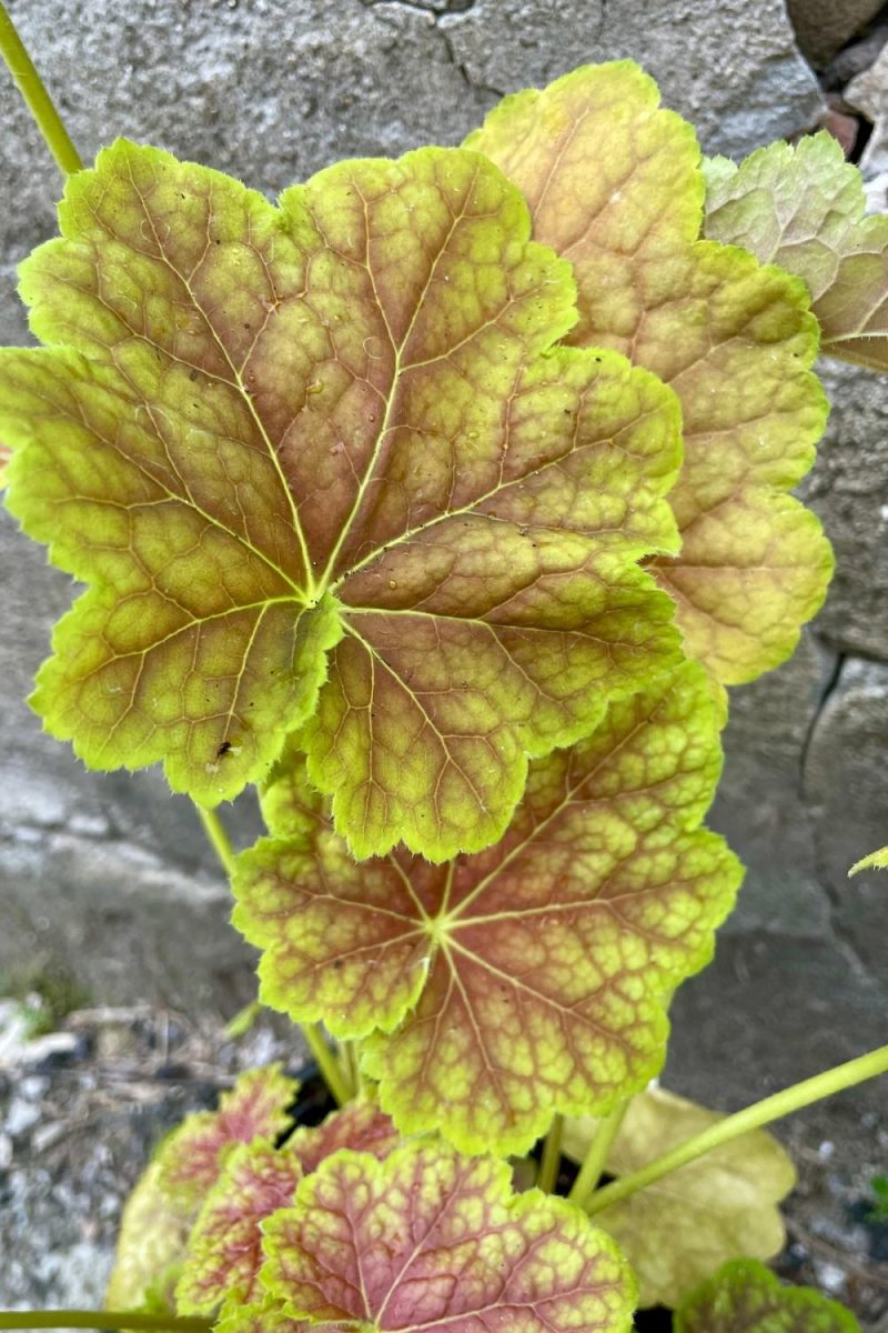 Outdoor Garden |   Heuchera V. ‘Tiramisu’ #1 Garden Outdoor Garden