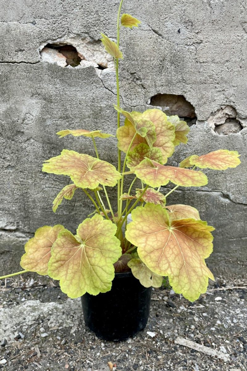 Outdoor Garden |   Heuchera V. ‘Tiramisu’ #1 Garden Outdoor Garden