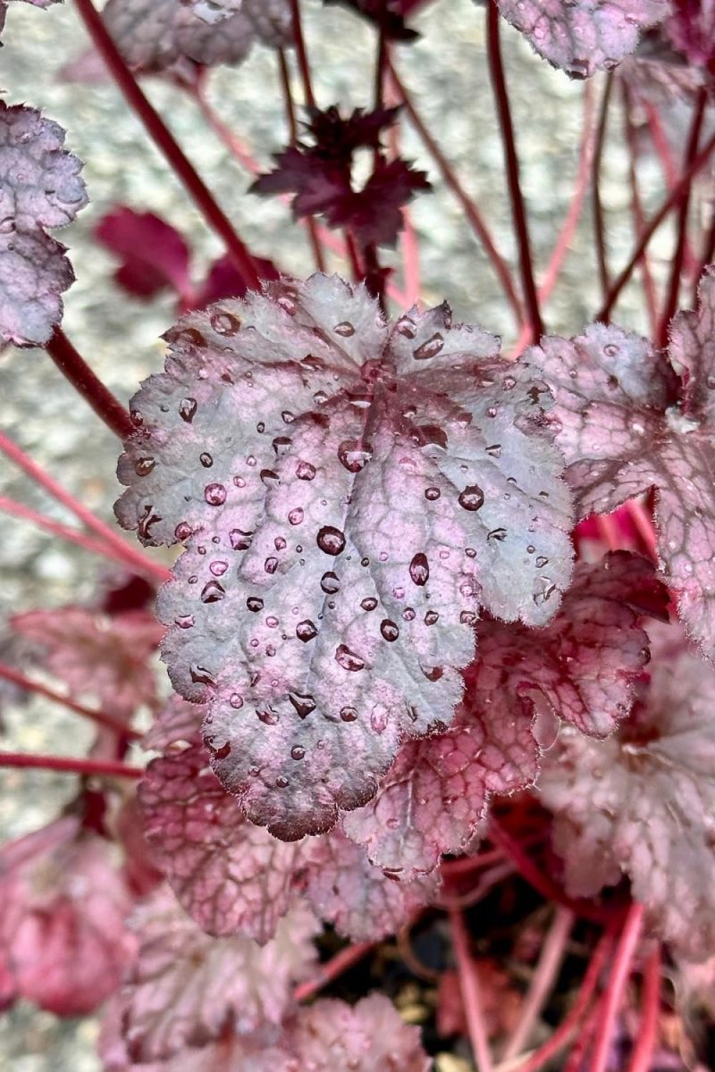 Outdoor Garden |   Heuchera X ‘Plum Pudding’ #1 Garden Outdoor Garden