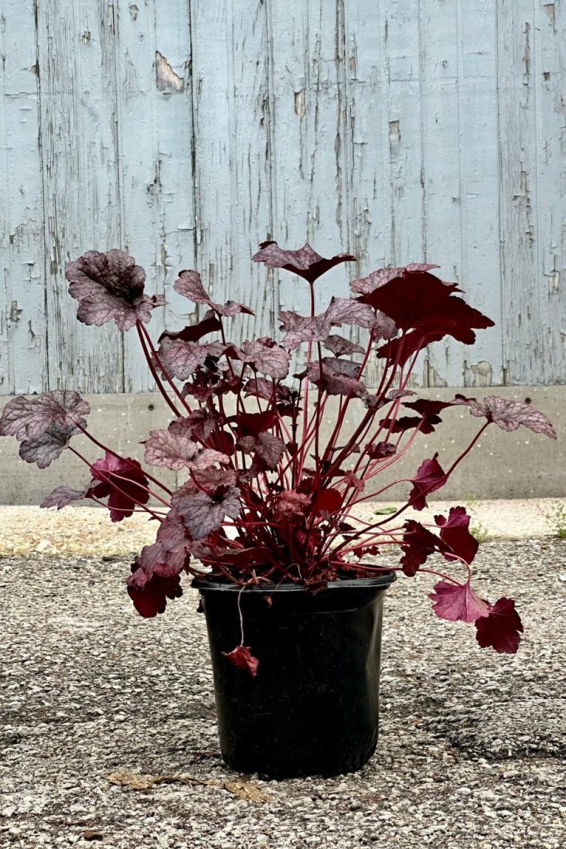 Outdoor Garden |   Heuchera X ‘Plum Pudding’ #1 Garden Outdoor Garden