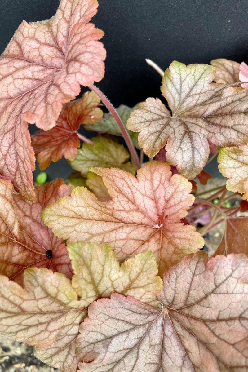 Outdoor Garden |   Heucherella ‘Peach Tea’ #1 Garden Outdoor Garden