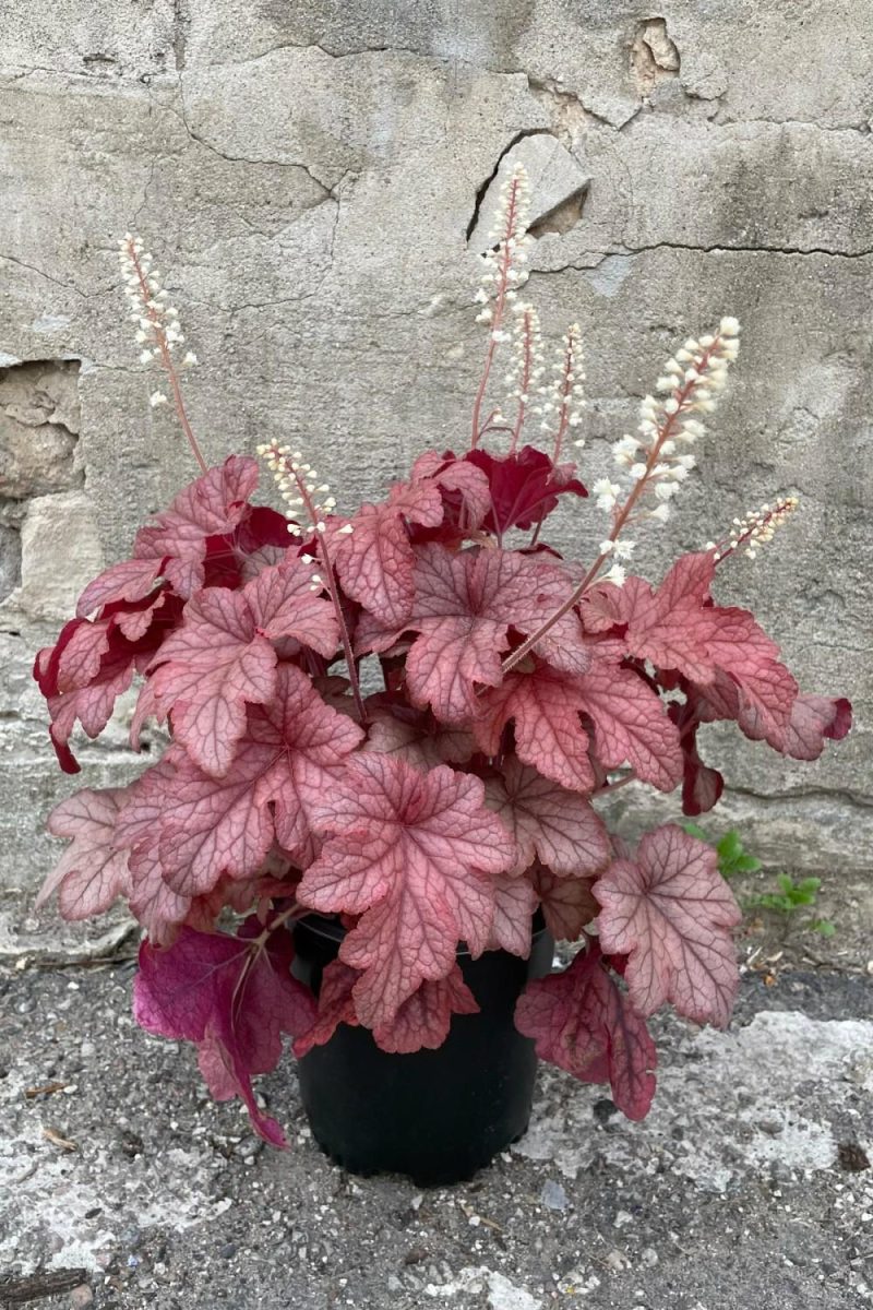 Outdoor Garden |   Heucherella ‘Peach Tea’ #1 Garden Outdoor Garden