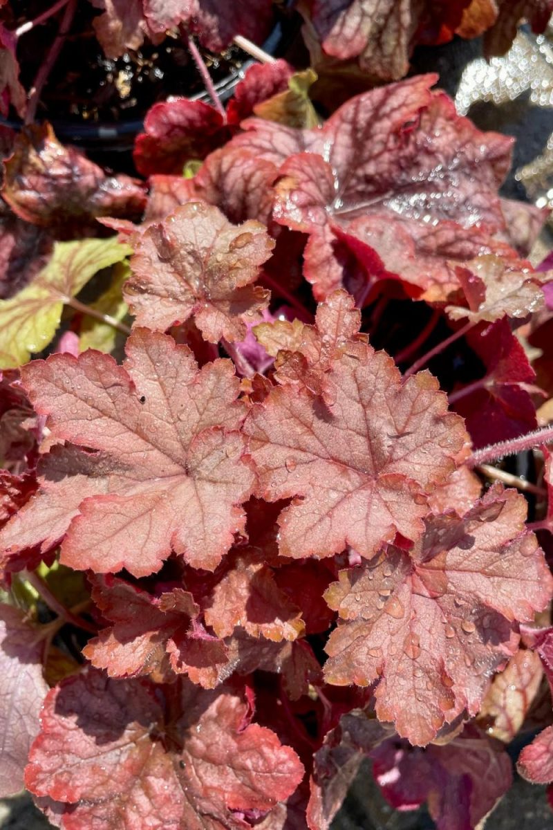 Outdoor Garden |   Heucherella ‘Peach Tea’ #1 Garden Outdoor Garden