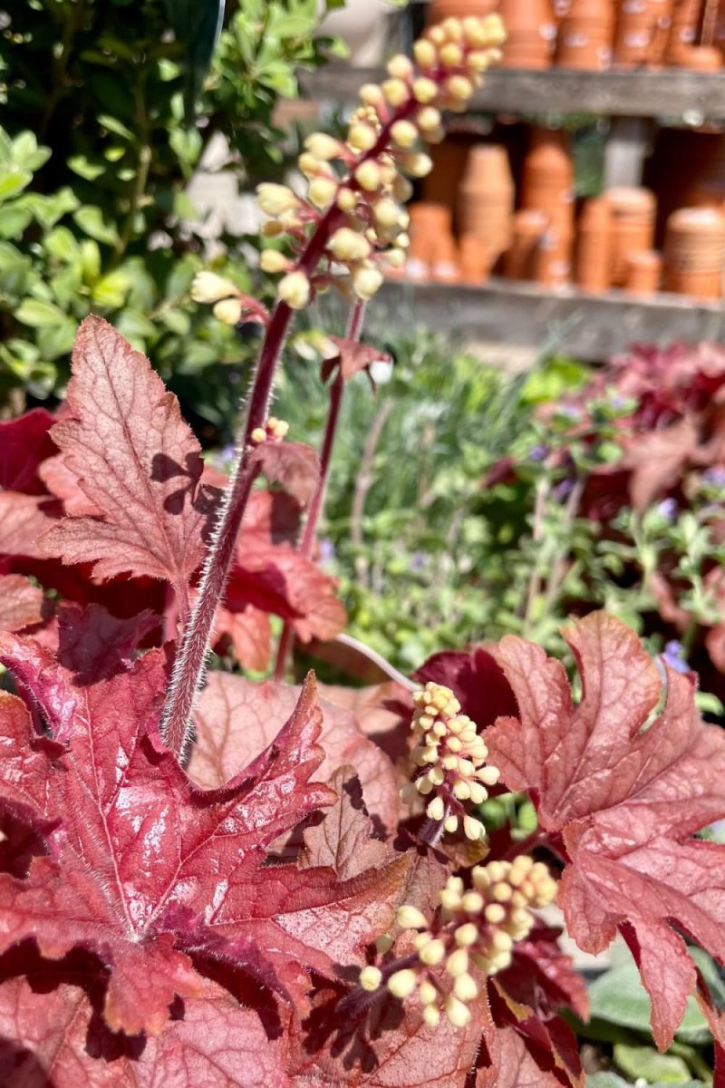 Outdoor Garden |   Heucherella ‘Peach Tea’ #1 Garden Outdoor Garden