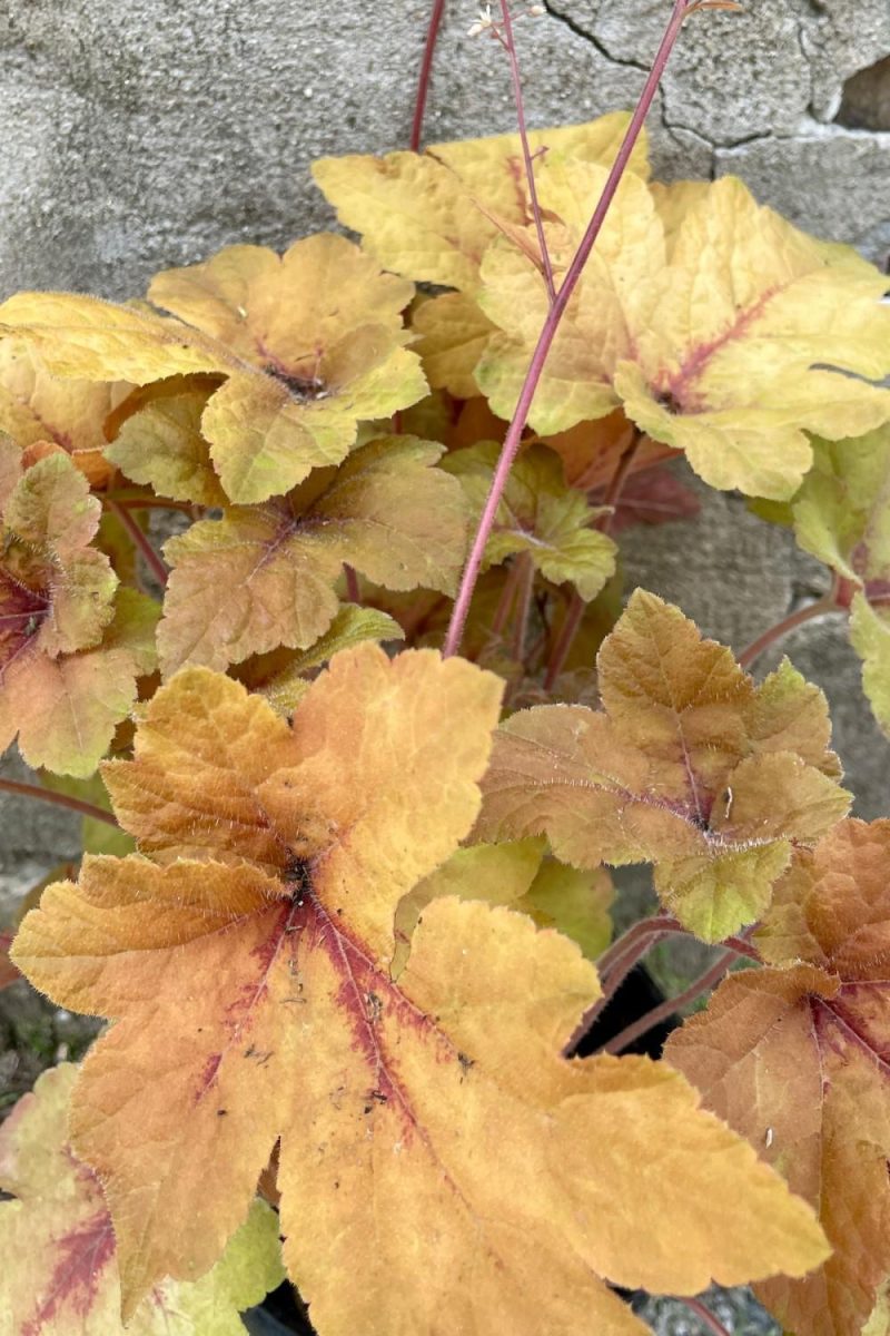 Outdoor Garden |   Heucherella ‘Pumpkin Spice’ #1 Garden Outdoor Garden