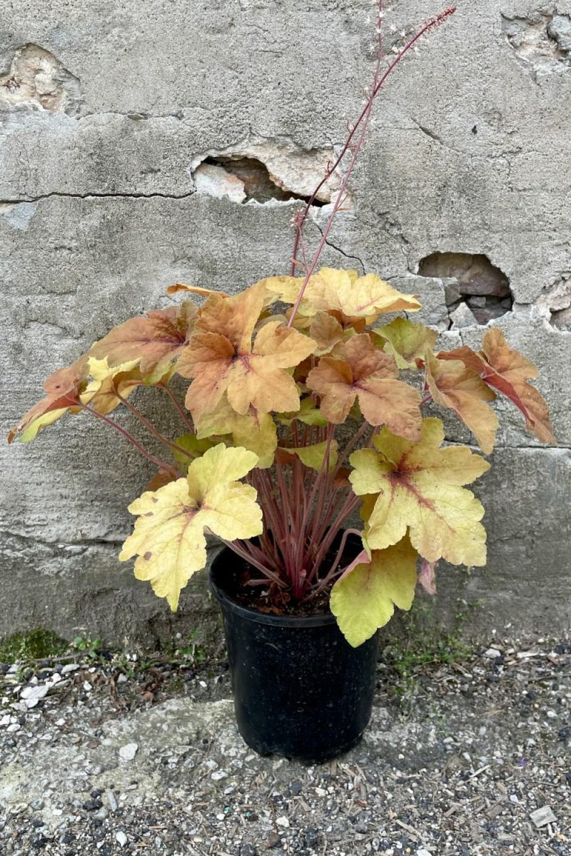 Outdoor Garden |   Heucherella ‘Pumpkin Spice’ #1 Garden Outdoor Garden