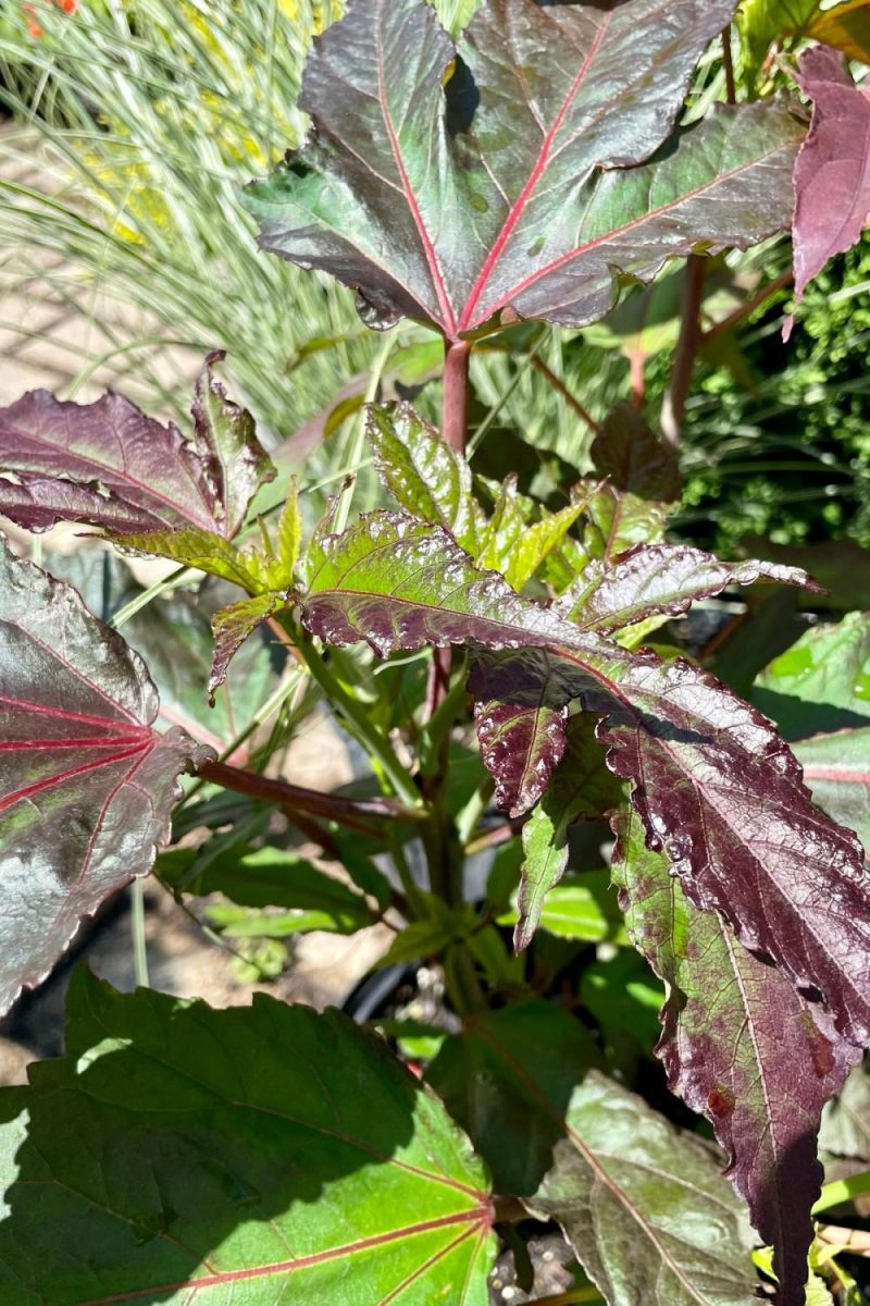 Outdoor Garden |   Hibiscus ‘Midnight Marvel’ #3 Garden Outdoor Garden