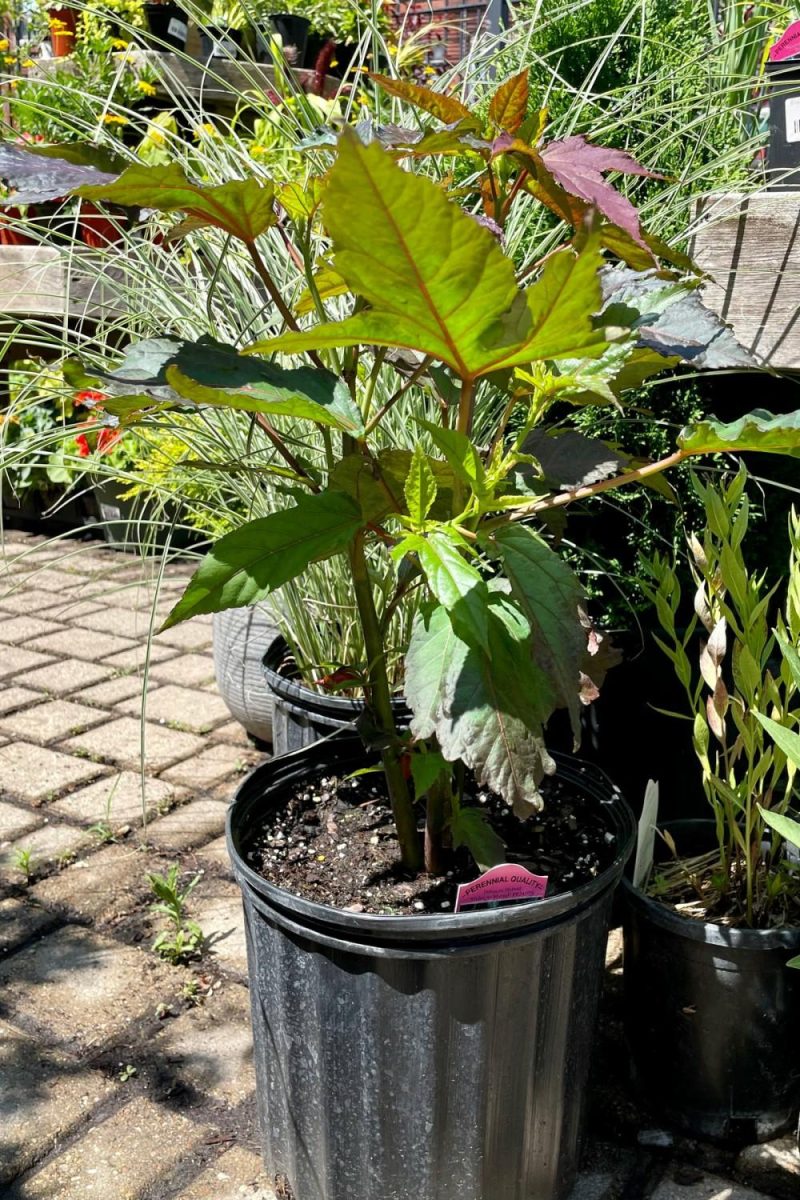 Outdoor Garden |   Hibiscus ‘Midnight Marvel’ #3 Garden Outdoor Garden