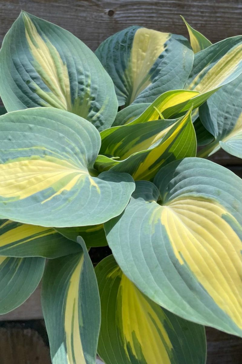 Outdoor Garden |   Hosta ‘High Society’ #1 Garden Outdoor Garden