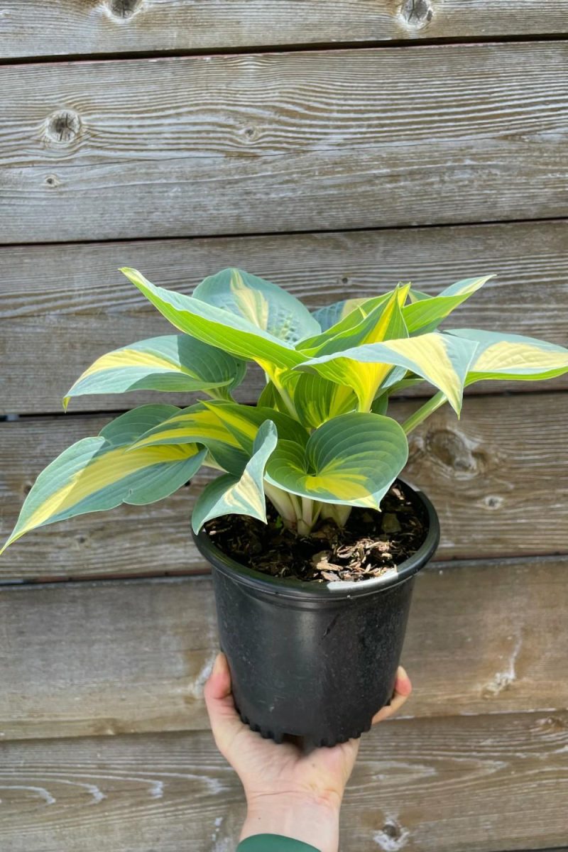 Outdoor Garden |   Hosta ‘High Society’ #1 Garden Outdoor Garden