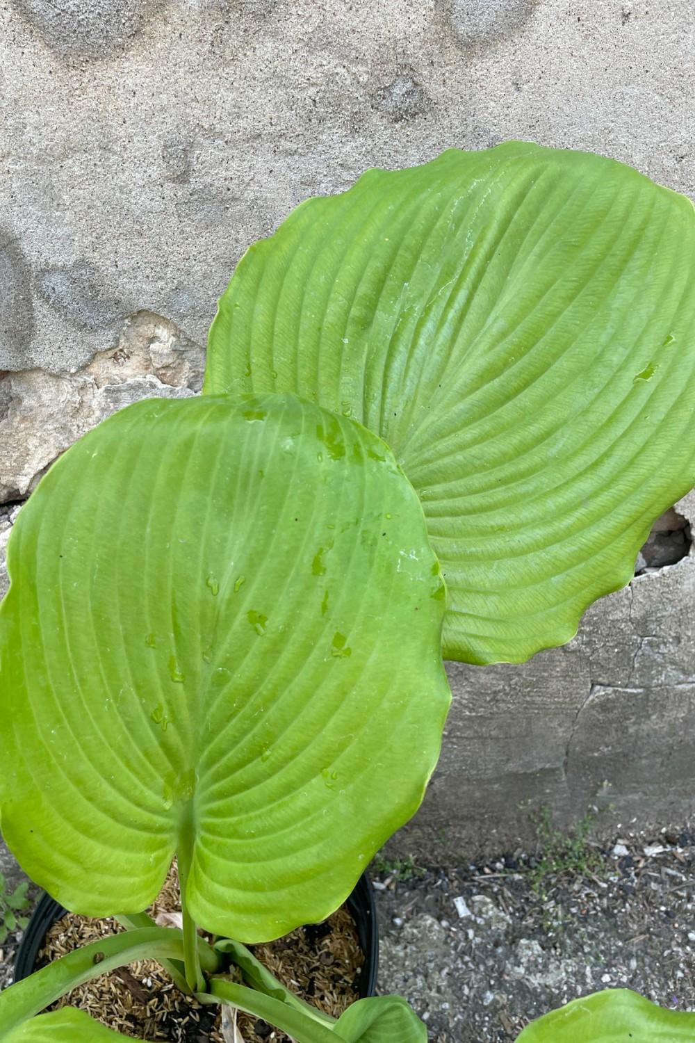 Outdoor Garden |   Hosta ‘sum And Substance’ #3 Garden Outdoor Garden