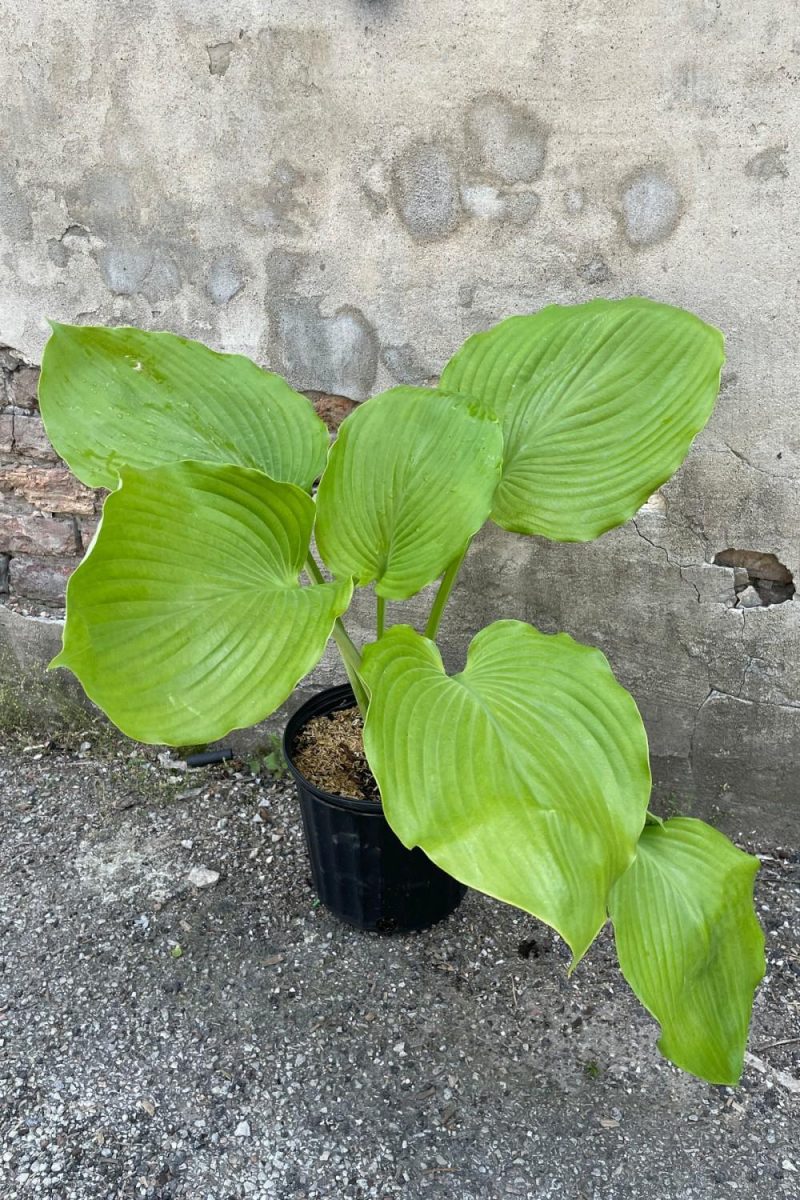 Outdoor Garden |   Hosta ‘sum And Substance’ #3 Garden Outdoor Garden