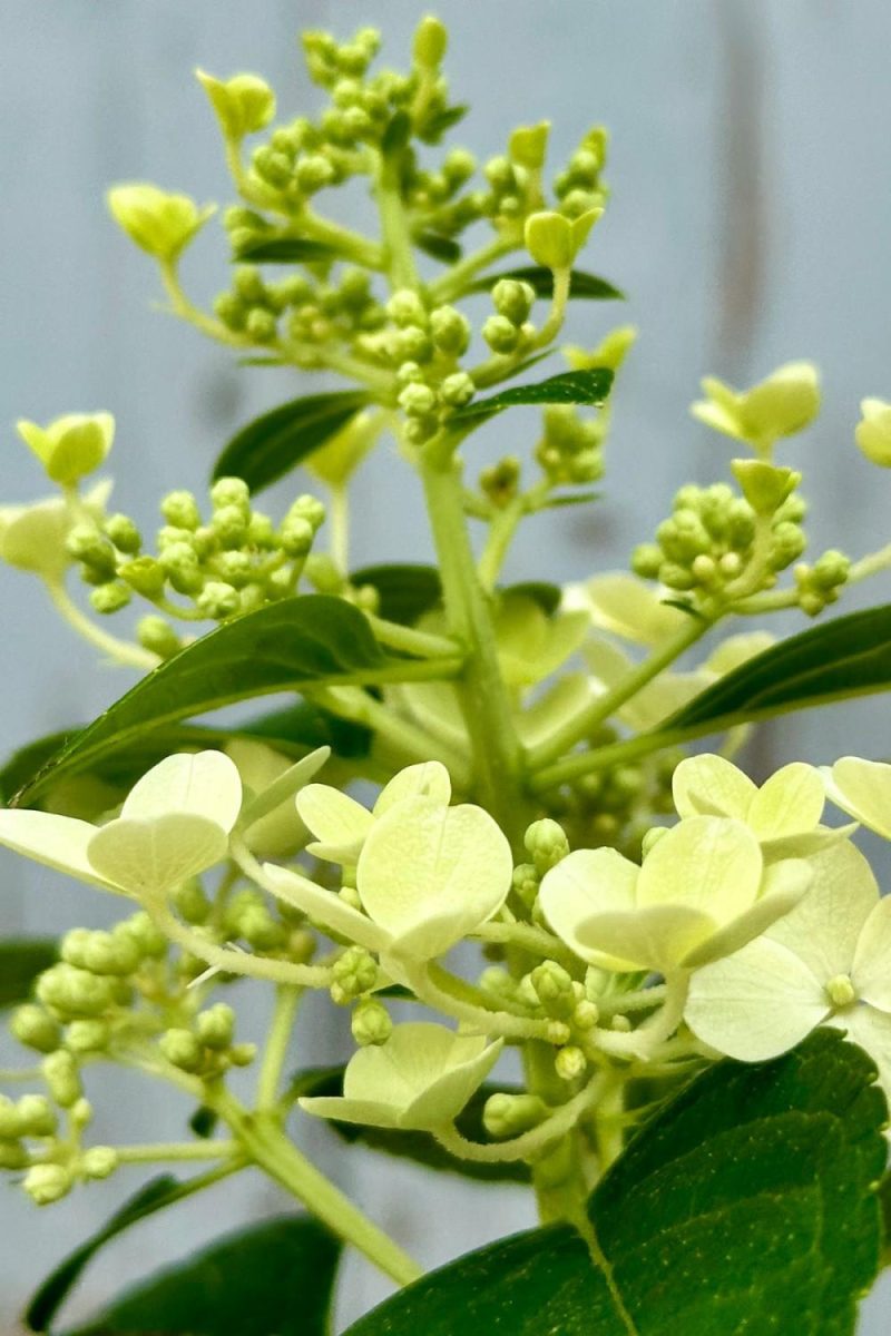 Outdoor Garden |   Hydrangea P ‘Little Quick Fire’ #2 Garden Outdoor Garden