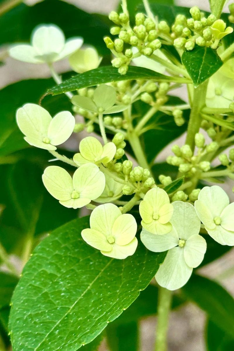 Outdoor Garden |   Hydrangea P ‘Little Quick Fire’ #2 Garden Outdoor Garden