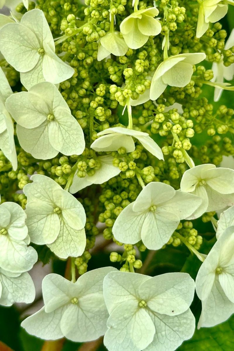 Outdoor Garden |   Hydrangea Q. ‘Jetstream’ #2 Garden Outdoor Garden