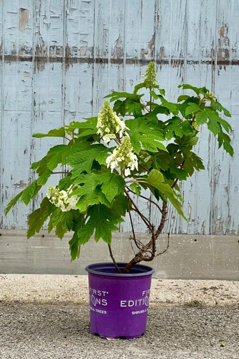 Outdoor Garden |   Hydrangea Q. ‘Jetstream’ #2 Garden Outdoor Garden