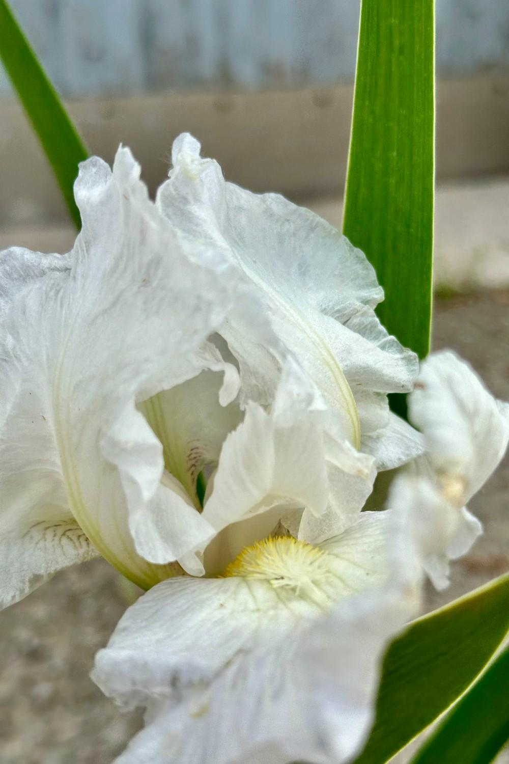 Outdoor Garden |   Iris G. ‘Immortality’ #1 Garden Outdoor Garden