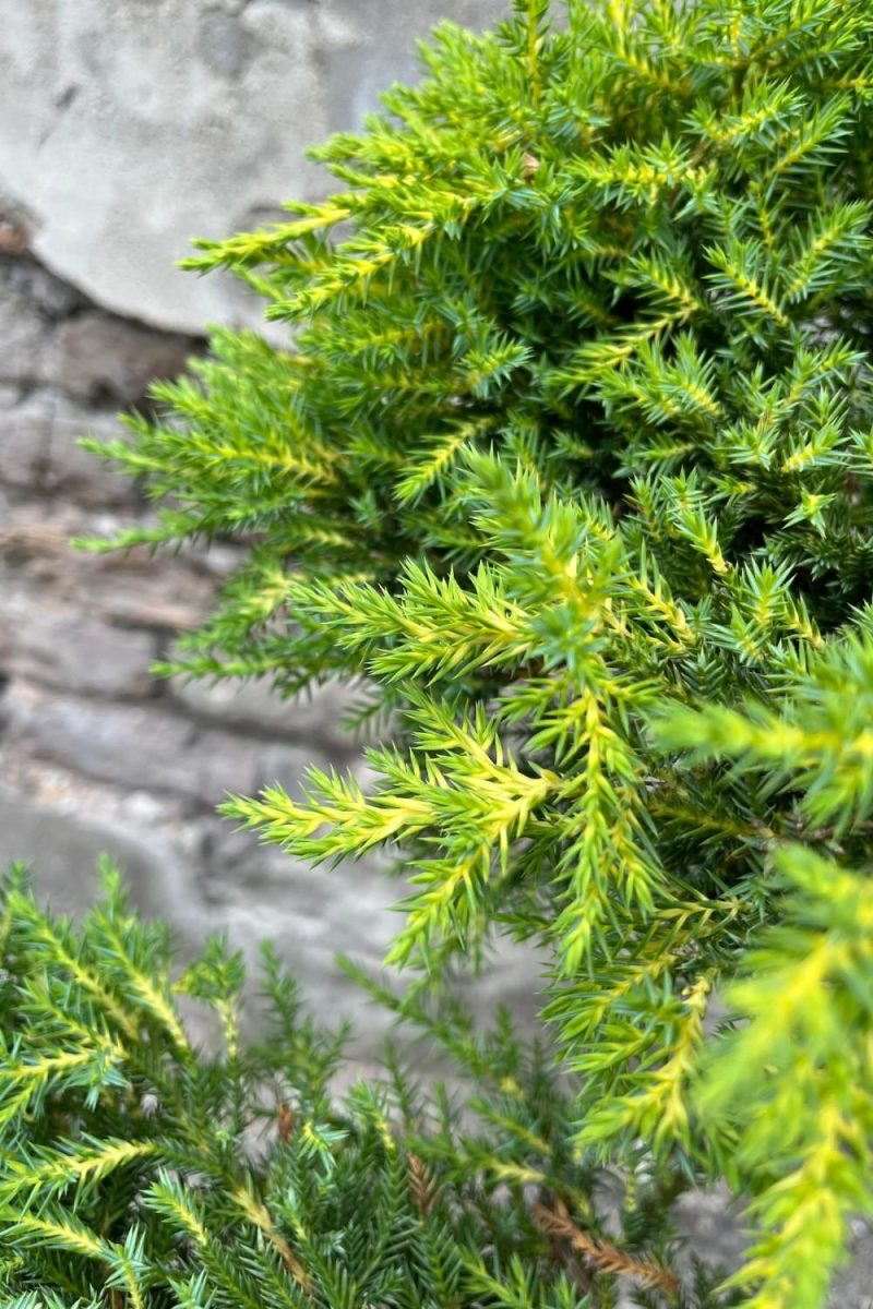 Outdoor Garden |   Juniperus X Media ‘Daub’s Frosted’ Sculpture #5 Garden Outdoor Garden