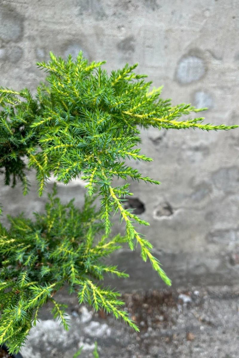 Outdoor Garden |   Juniperus X Media ‘Daub’s Frosted’ Sculpture #5 Garden Outdoor Garden