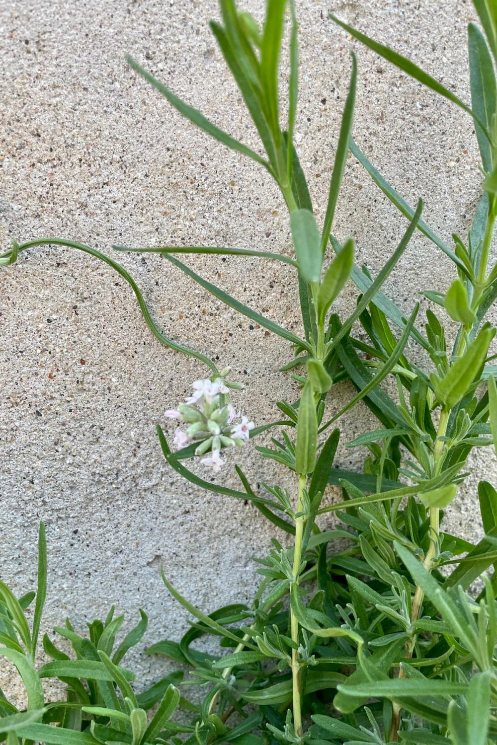 Outdoor Garden |   Lavandula A. ‘Jean Davis’ #1 Garden Outdoor Garden