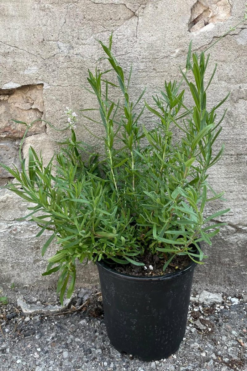 Outdoor Garden |   Lavandula A. ‘Jean Davis’ #1 Garden Outdoor Garden