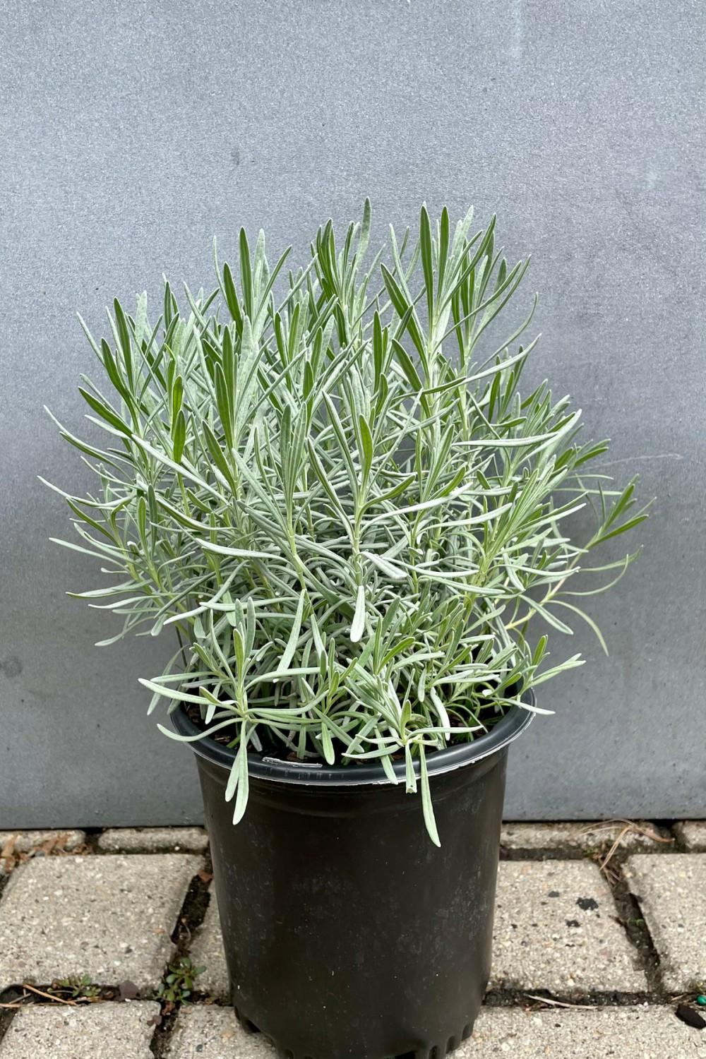 Outdoor Garden |   Lavandula X ‘Phenomenal’ #1 Garden Outdoor Garden