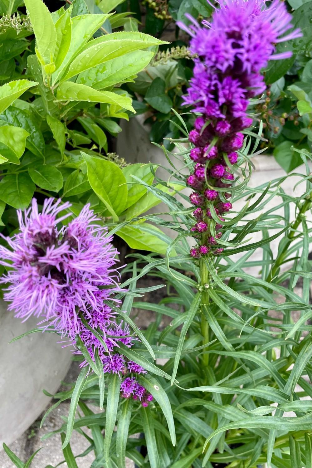 Outdoor Garden |   Liatris Spicata ‘Kobold’ #1 Garden Outdoor Garden