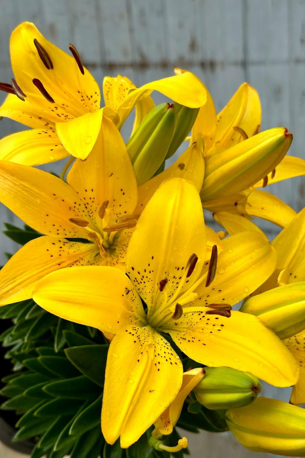 Outdoor Garden |   Lilium ‘Golden Matrix’ #1 Garden Outdoor Garden