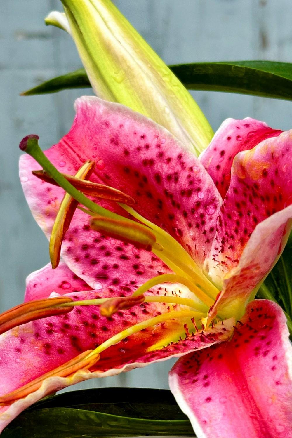 Outdoor Garden |   Lilium ‘stargazer’ #1 Garden Outdoor Garden