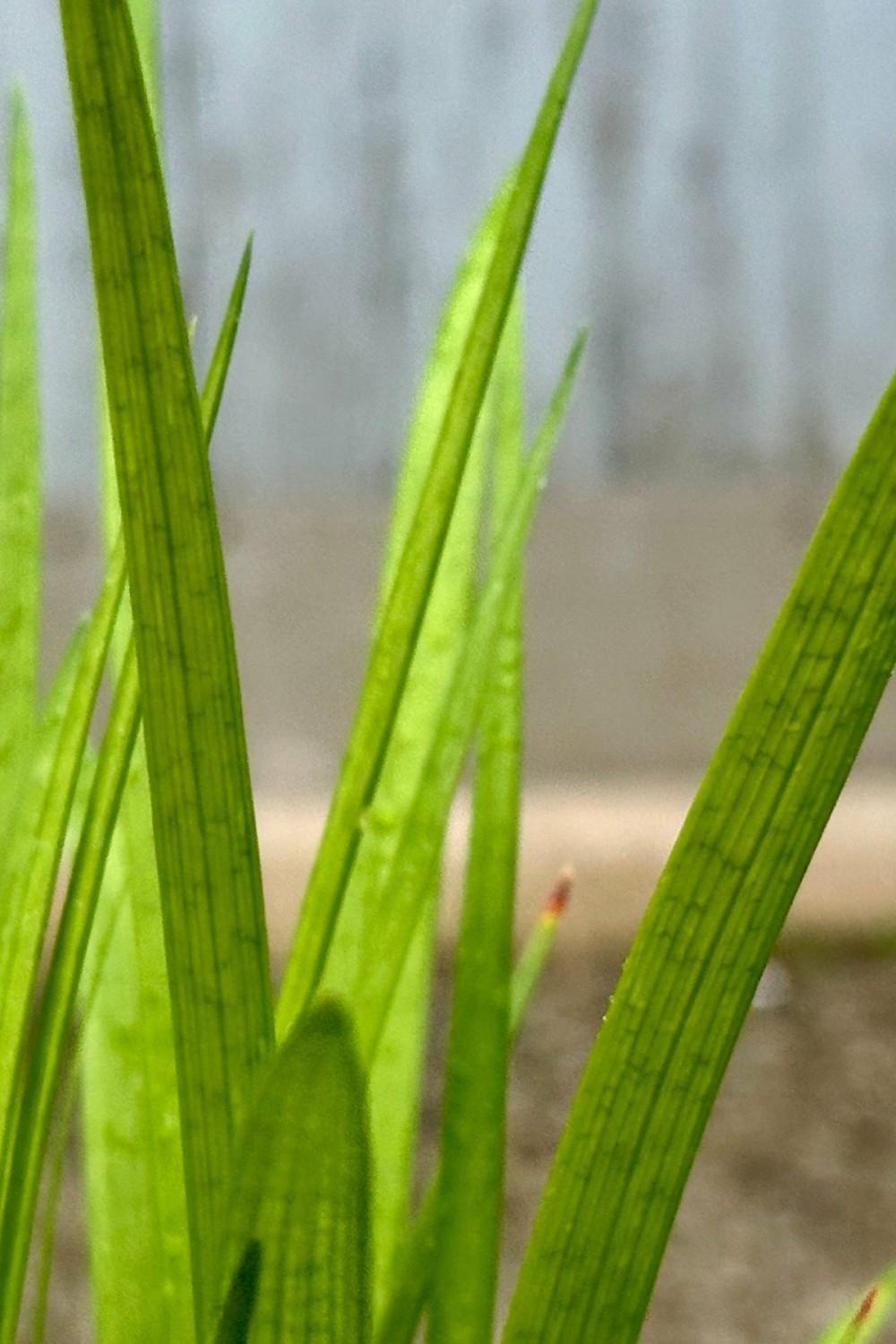 Outdoor Garden |   Liriope Spicata 1Qt Garden Outdoor Garden