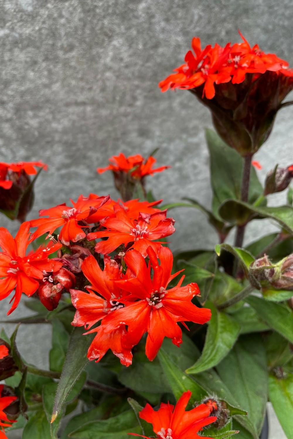 Outdoor Garden |   Lychnis Arkwrightii ‘Orange Gnome’ #1 Garden Outdoor Garden