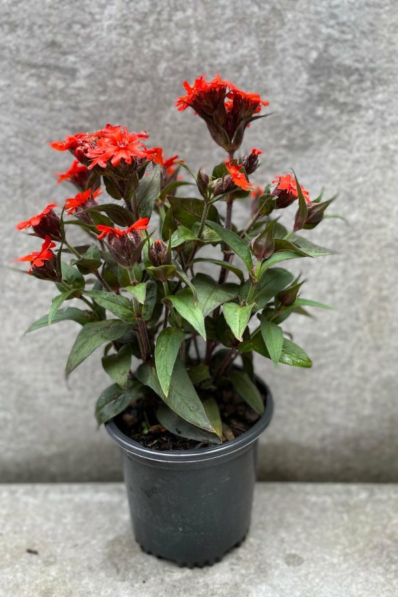 Outdoor Garden |   Lychnis Arkwrightii ‘Orange Gnome’ #1 Garden Outdoor Garden