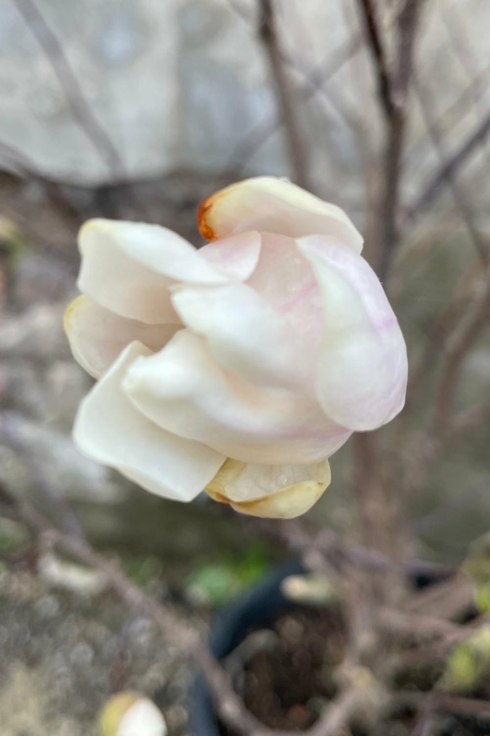 Outdoor Garden |   Magnolia ‘Merrill-White’ #5 Garden Outdoor Garden