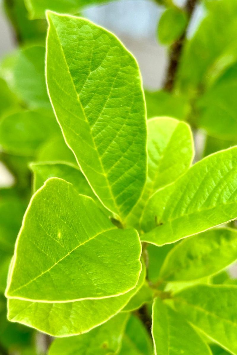 Outdoor Garden |   Magnolia ‘Merrill-White’ #5 Garden Outdoor Garden