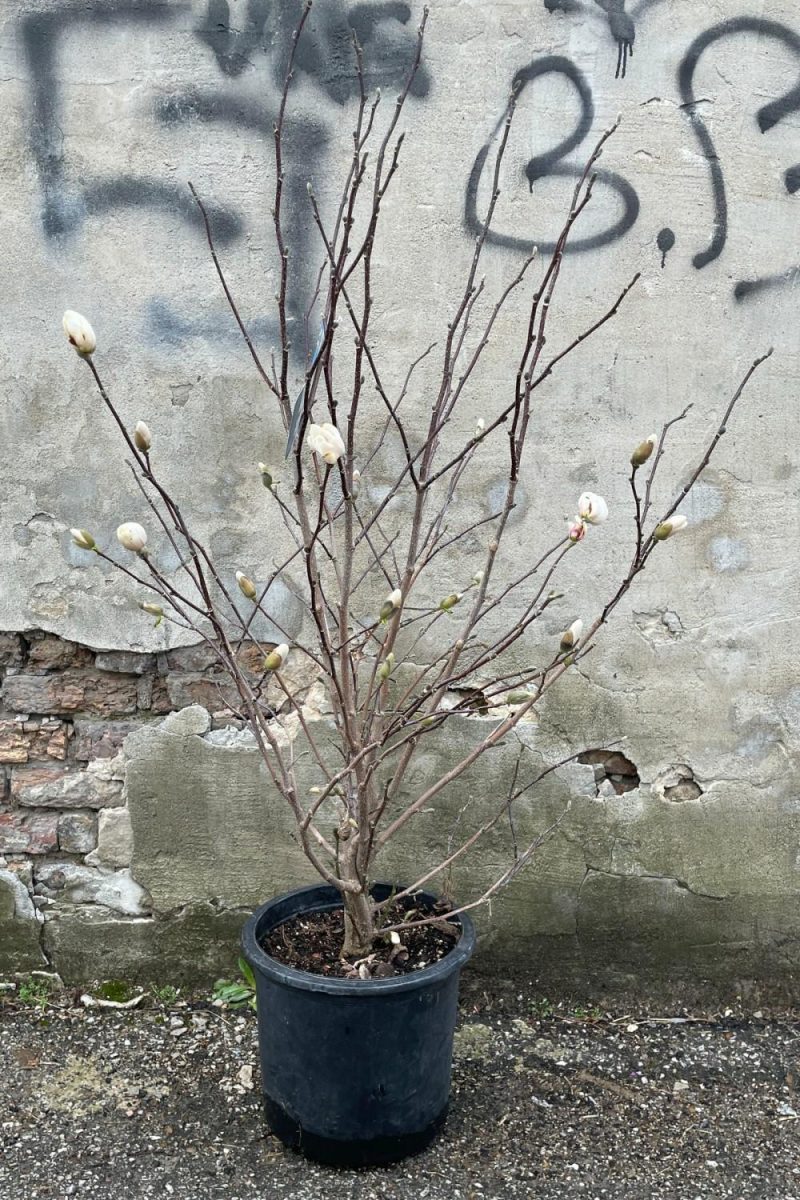 Outdoor Garden |   Magnolia ‘Merrill-White’ #5 Garden Outdoor Garden