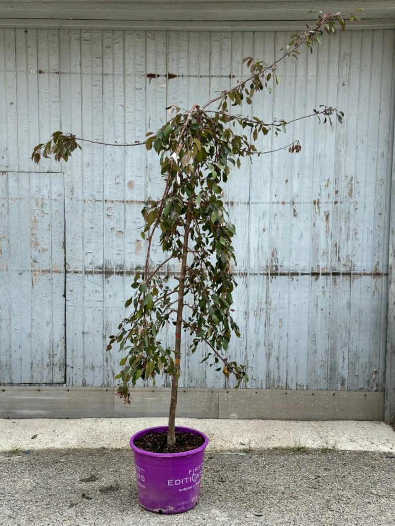 Outdoor Garden |   Malus ‘Ruby Tears’ #7 Garden Outdoor Garden