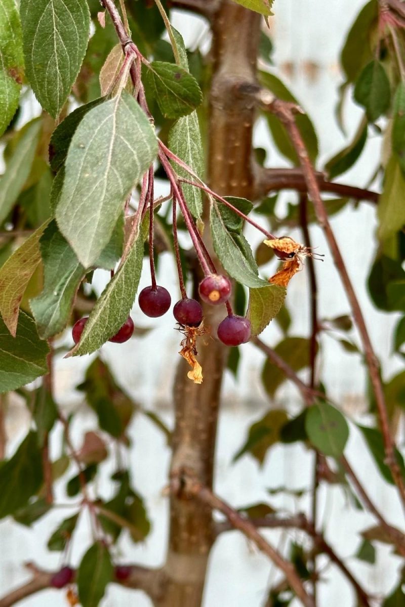 Outdoor Garden |   Malus ‘Ruby Tears’ #7 Garden Outdoor Garden