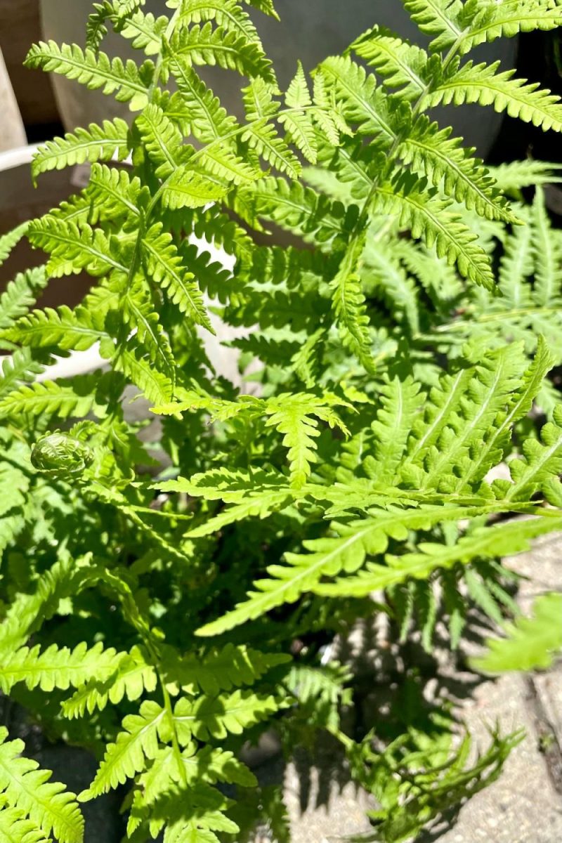 Outdoor Garden |   Matteuccia Struthiopteris #1 Garden Outdoor Garden