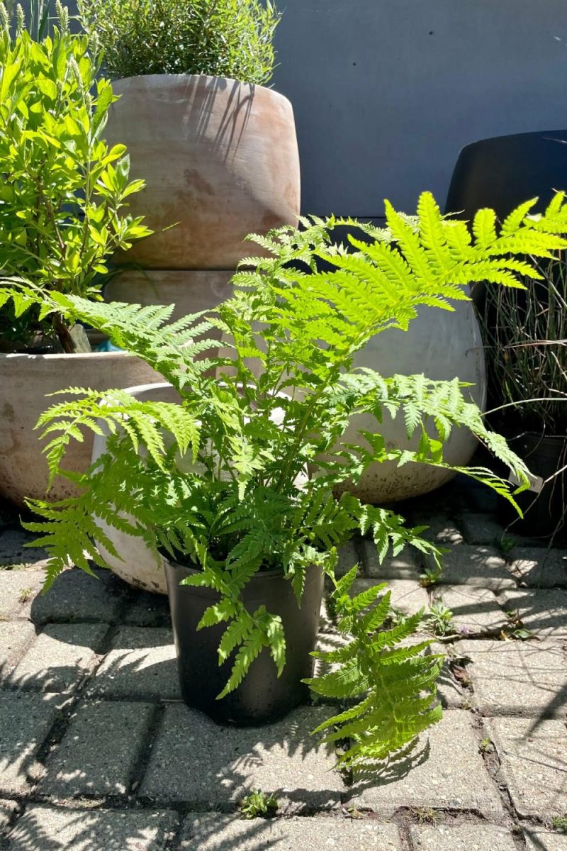 Outdoor Garden |   Matteuccia Struthiopteris #1 Garden Outdoor Garden