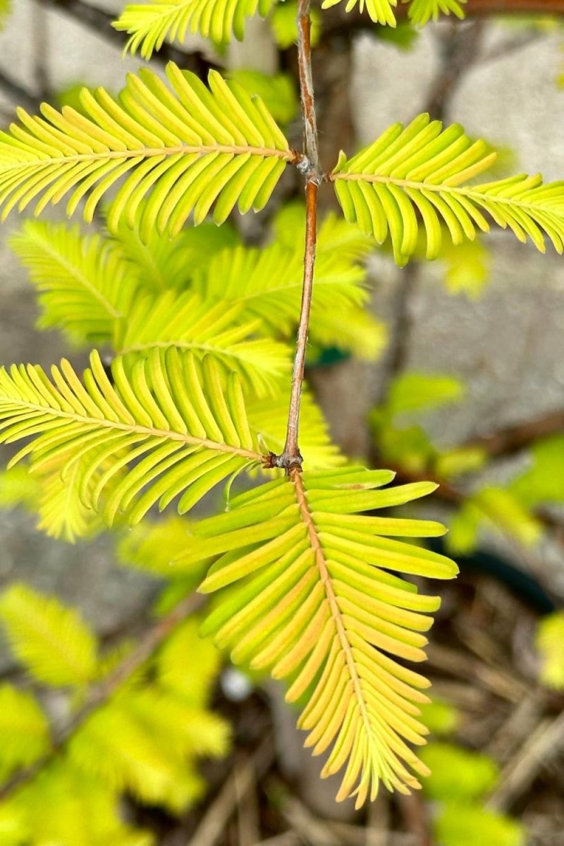 Outdoor Garden |   Metasequoia Glyptostroboides ‘Amber Glow’ #6 Garden Outdoor Garden