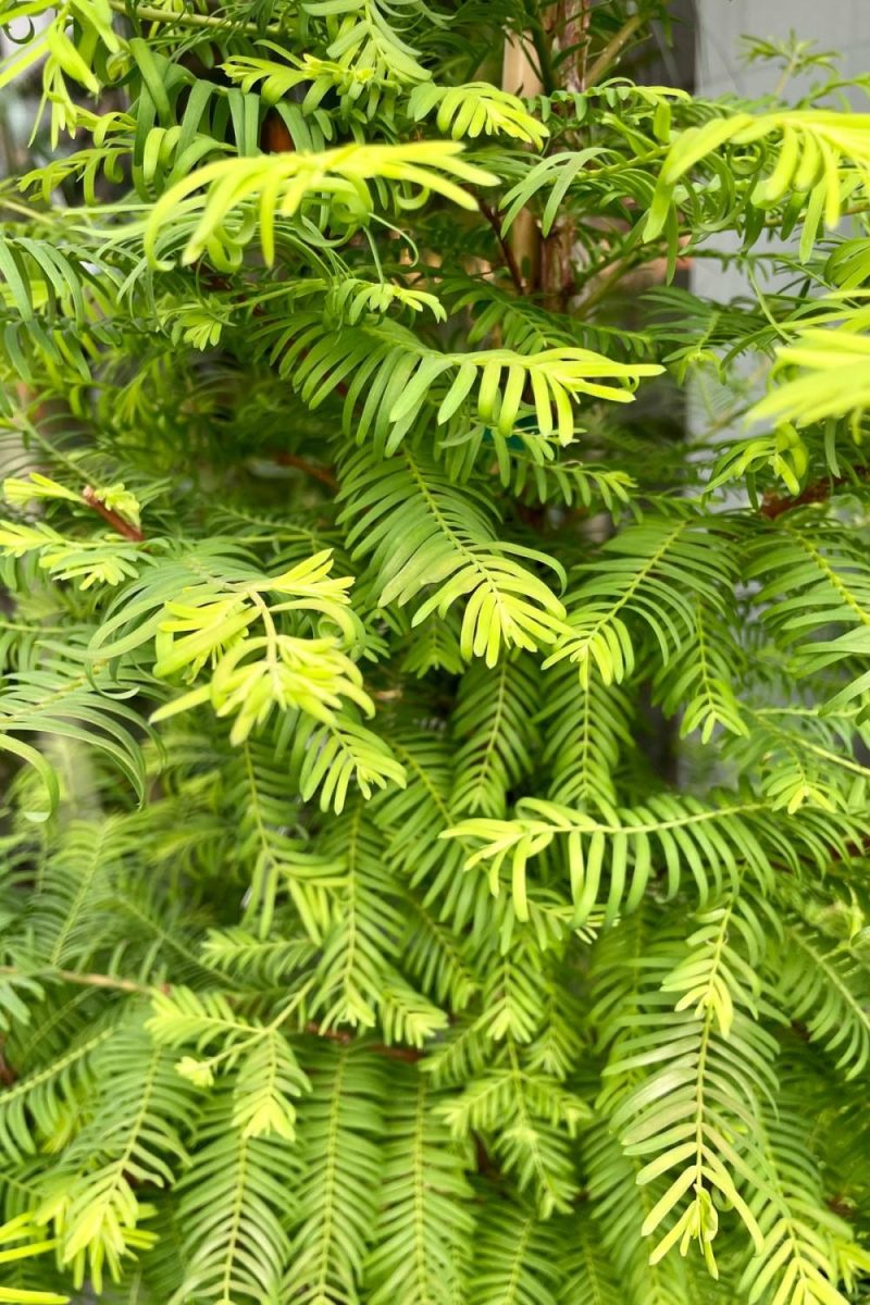 Outdoor Garden |   Metasequoia Glyptostroboides ‘Amber Glow’ #6 Garden Outdoor Garden