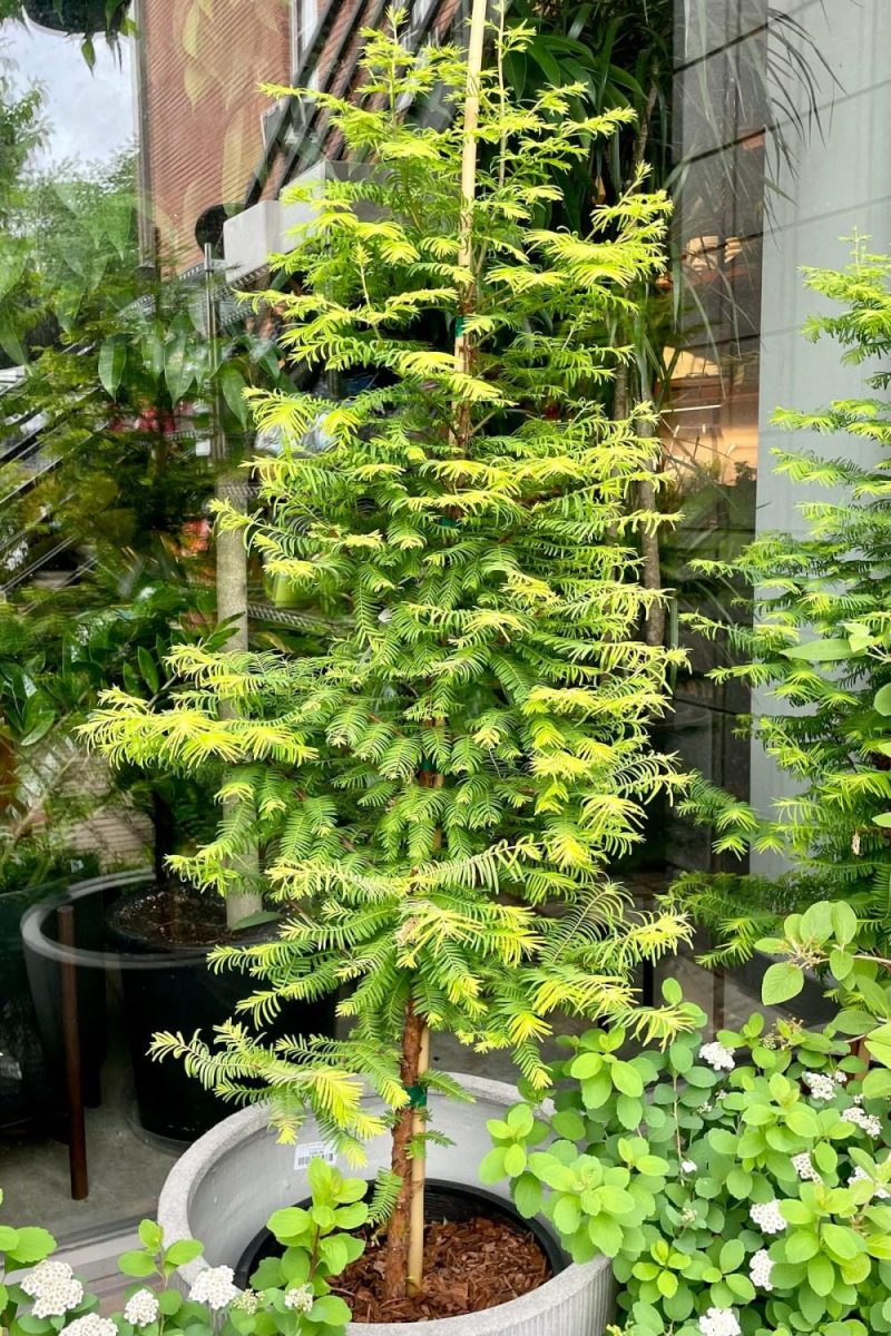 Outdoor Garden |   Metasequoia Glyptostroboides ‘Amber Glow’ #6 Garden Outdoor Garden