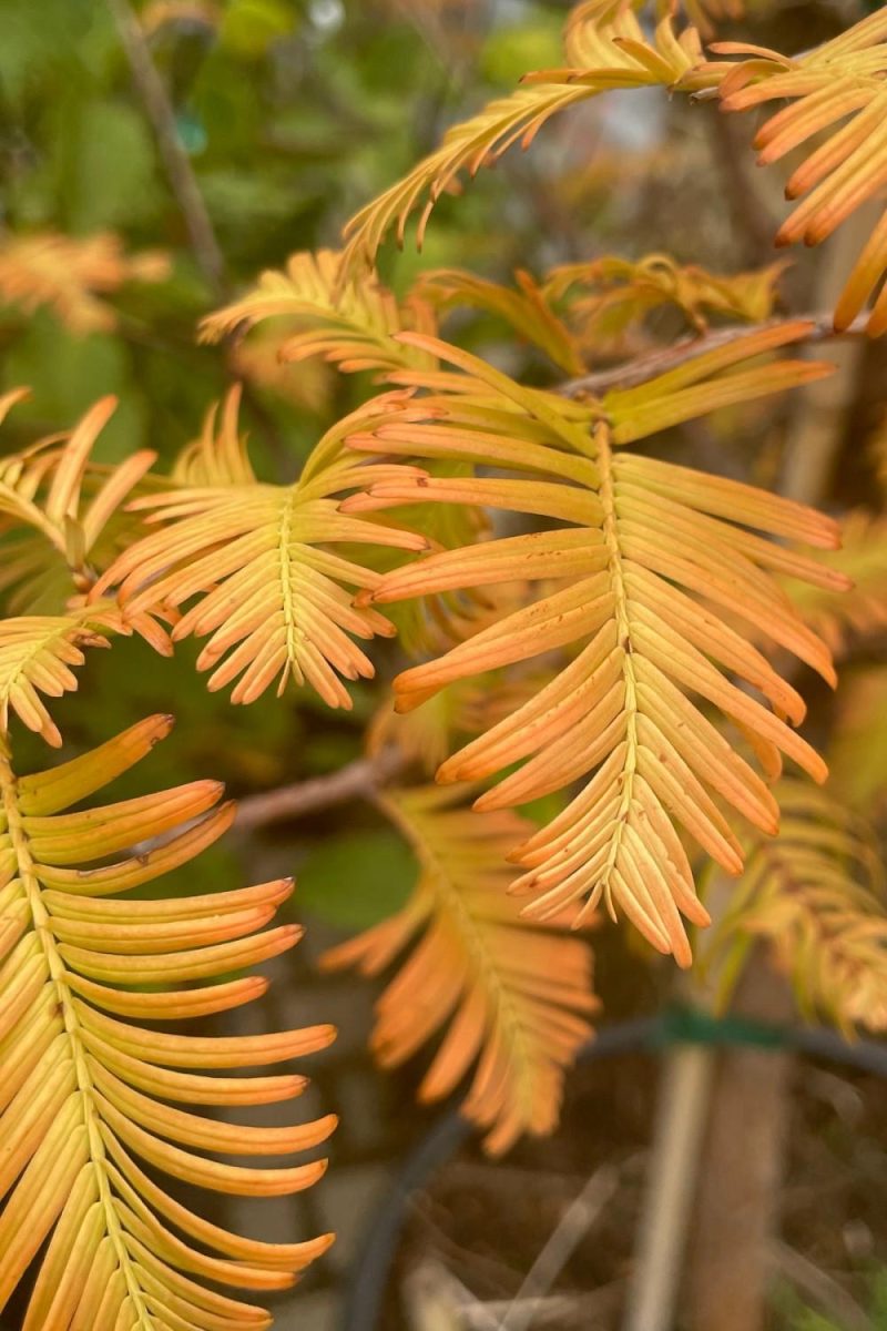 Outdoor Garden |   Metasequoia Glyptostroboides ‘Amber Glow’ #6 Garden Outdoor Garden