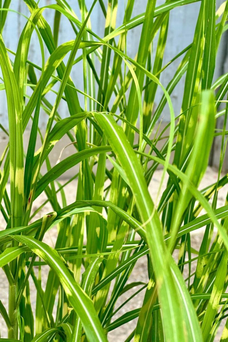 Outdoor Garden |   Miscanthus S. ‘Zebrinus’ #3 Garden Outdoor Garden