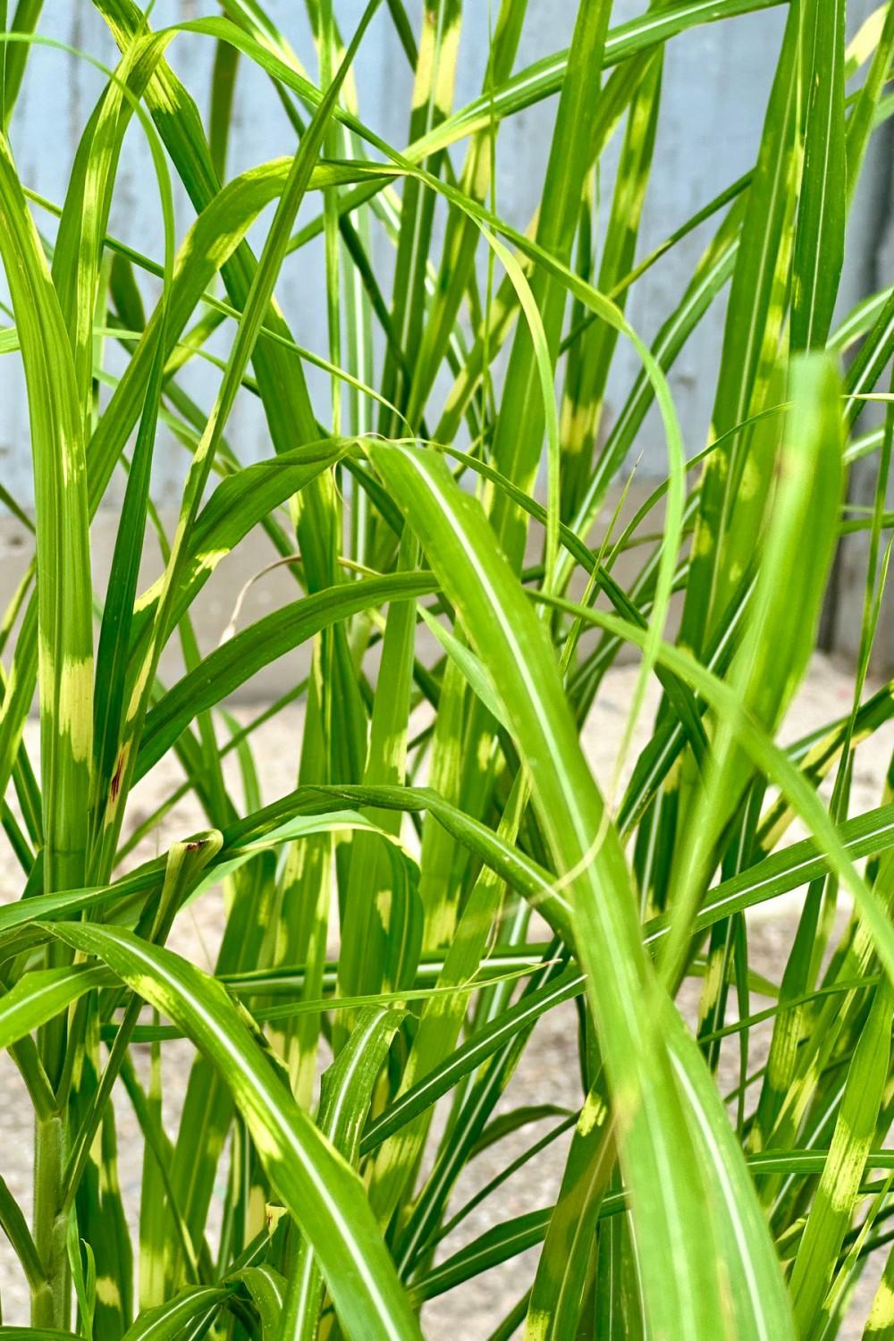 Outdoor Garden |   Miscanthus S. ‘Zebrinus’ #3 Garden Outdoor Garden