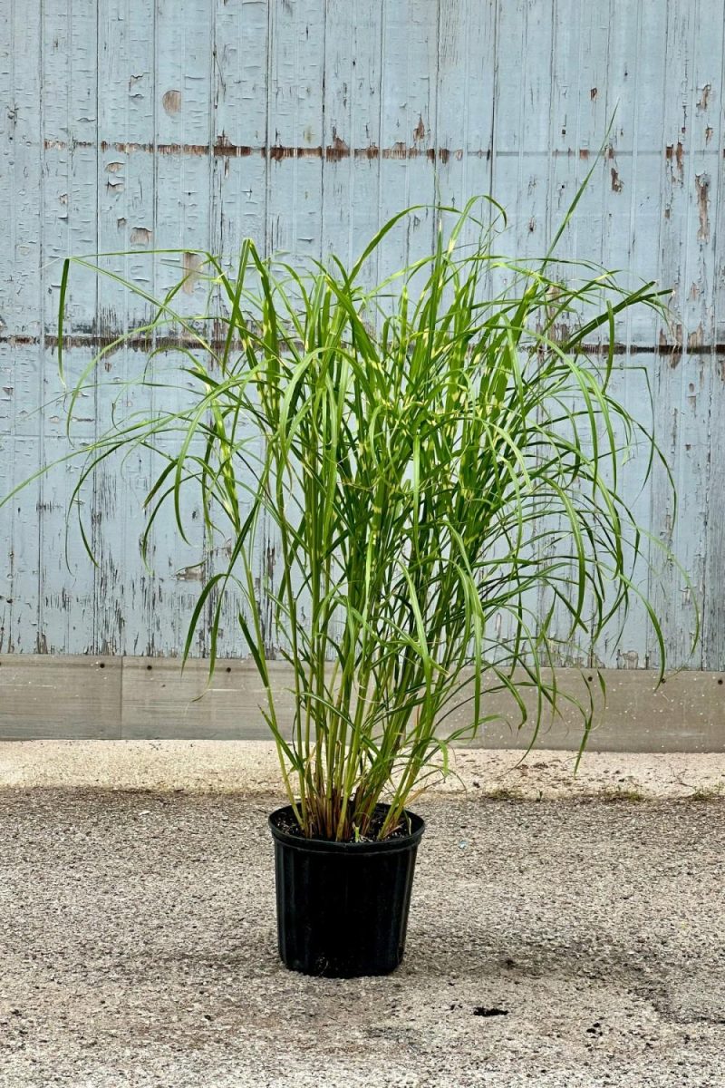 Outdoor Garden |   Miscanthus S. ‘Zebrinus’ #3 Garden Outdoor Garden